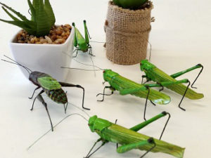 昆虫模型